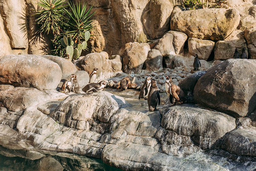 פינגוויניים בגן החיות של ברצלונה